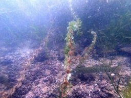 immersioni-estate22 30